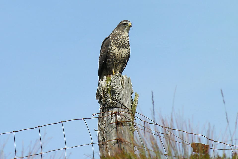 Buzzard