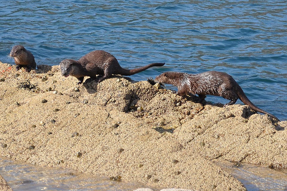 Otters